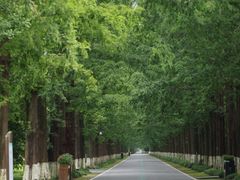 -黄海国家森林公园