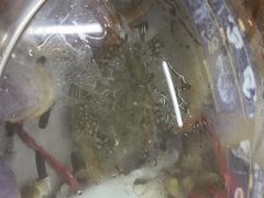 -争先鲜·蒸汽海鲜自助·鲜切牛肉