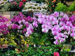 -中环花鸟鱼虫市场