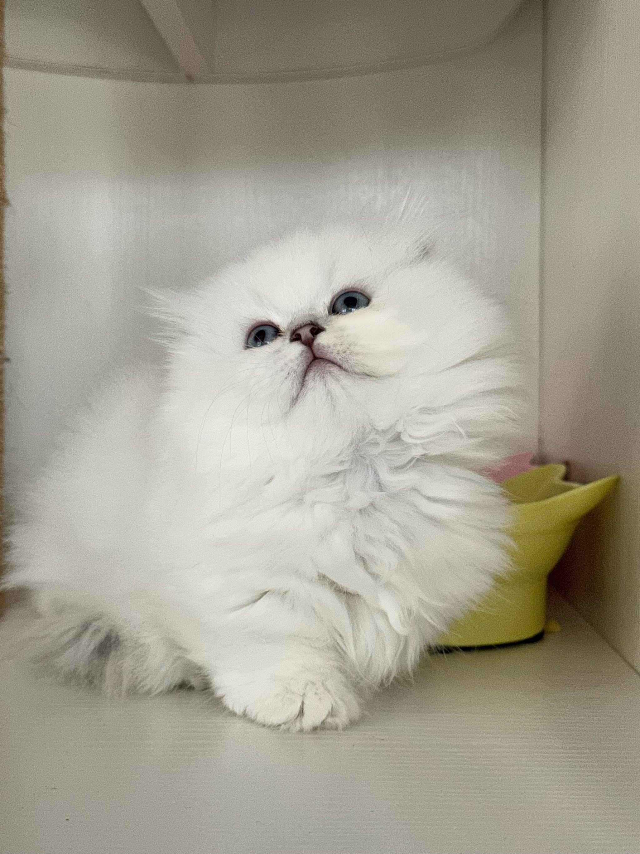 在线等要不要下手!小小银点拿破仑