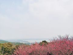 -香雪海