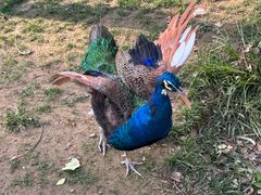 -北京野生动物园