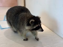 -浣熊柯尔鸭土拨鼠·电玩咖