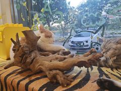 -平行世界·猫咖(首经贸店)