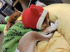 -逗柴咖啡屋·狗咖猫咖宠物桌游