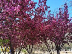 -济南国际园博园