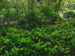 -杭州半山国家森林公园