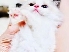 -70cat德文卷毛猫·缅因猫纯种猫舍