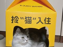 -鲜芒多·杨枝甘露(摩尔城A座10楼店)