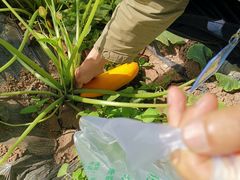 -万源龙顺度假庄园生态观光园