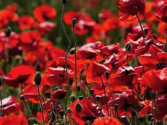 -花开海上生态园