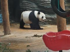 -西霞口神雕山野生动物世界