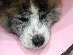 -暖阳宠物医院·犬猫康复中心·骨科