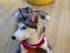 -Husky Go! 哈士奇体验馆·宠物咖啡厅狗咖