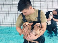 -柚子宠物(伊珊娜调理店)