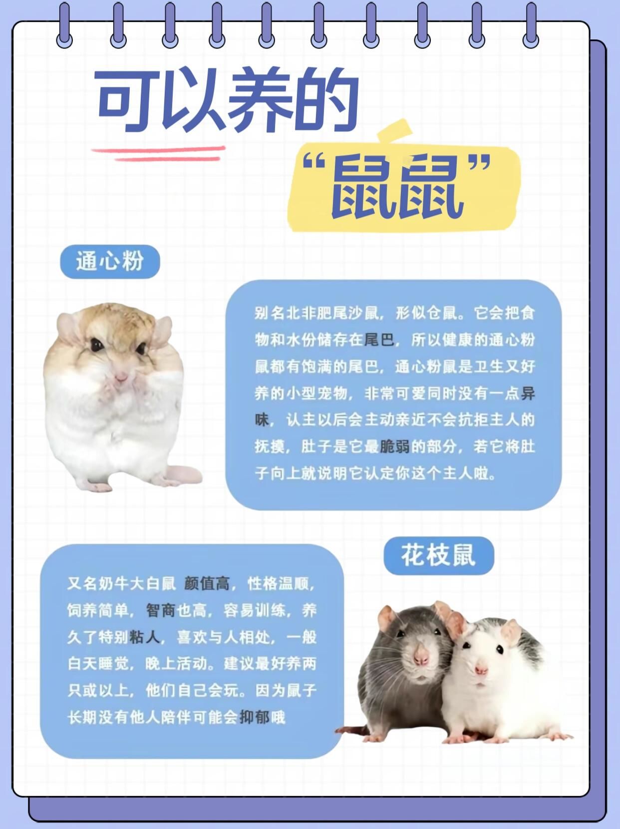 新手适合养的7类鼠鼠