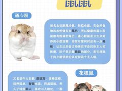 -爱侣宠医·鹦鹉专科·小型哺乳类·异宠专科(灵石路店)