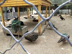 -长白岛森林公园