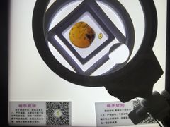 -上海昆虫博物馆