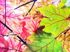 -玲婧胡同·生日蛋糕·餐厅(嘉里城店)