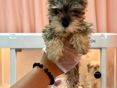 -翊宠yipet猫狗购宠庄园犬舍•猫舍