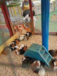 -萌宠亲子动物乐园(槐房万达店)