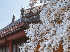-灵谷景区