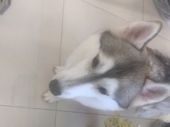 -怪兽屋·羊驼·猫咖·狗咖(俊华广场店)