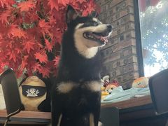 -柴犬高等学院·狗咖·柴犬售卖·宠物训练