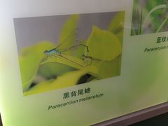 -上海昆虫博物馆