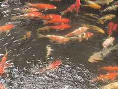 -小榄公饭店·岭南庭院餐厅(民安北路店)