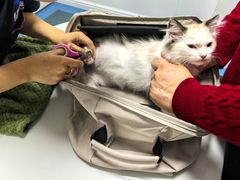 -东日国际动物医院·CT·心脏专科(桃源分院)