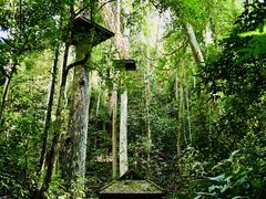 -西双版纳原始森林公园