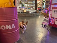 -百好乐宠物友好餐厅(朝外大街店)