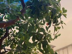 -悦海·家宴·冰花皮皮虾大锅贴(宝龙店)