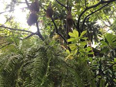 -Fern Forest Cafe