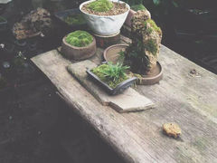 -植觉