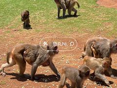 -海南热带野生动植物园