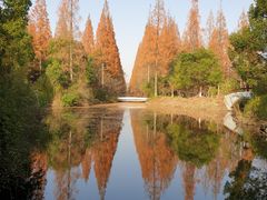 -东平国家森林公园