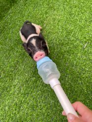 -萌宠亲子动物乐园(槐房万达店)