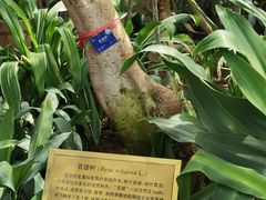 -国家植物园南园