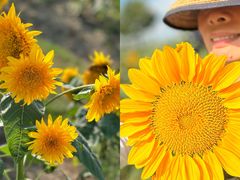 -春花秋色城市公园