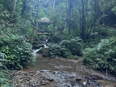 -莫里热带雨林景区