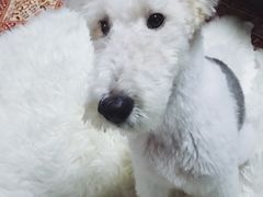 -PETKIT 小佩宠物·低压洗护·美容·寄养(安远店)