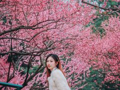 -重庆彩云湖湿地公园