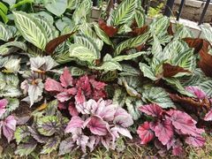 -人民公园(罗湖区)