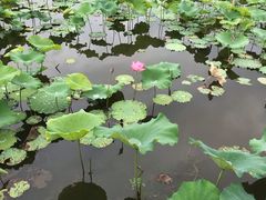 -荷塘月色湿地公园·向阳花洲