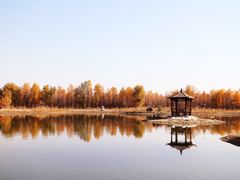 -金塔沙漠胡杨林景区
