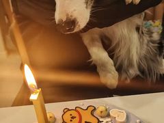 -翊宠yipet猫狗购宠庄园犬舍•猫舍