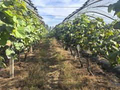 -马陆小张葡萄园农家乐